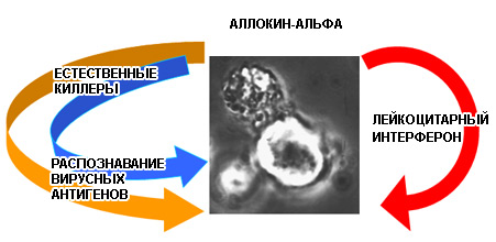 Установленные механизмы антивирусной активности Аллокина-альфа